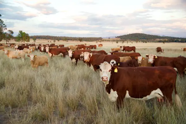 cattle feeding