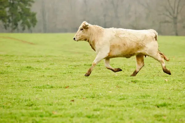 cow running