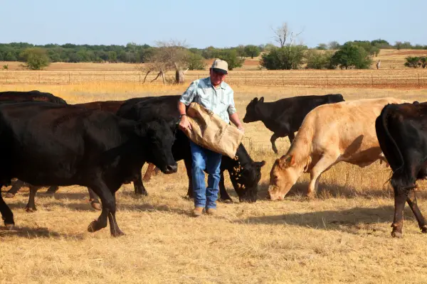 farmer feeding cattle during drought