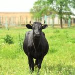 black Dexter Cattle standing green land looking into camera