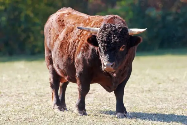 Dexter Cattle bull