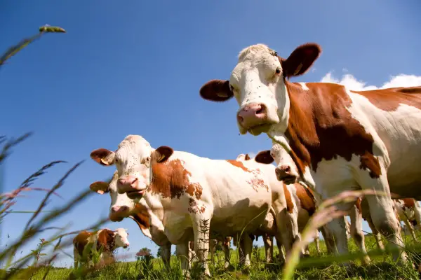 Montbéliarde Cows