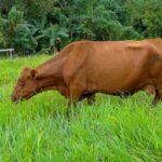 Jamaican Red Poll Cattle