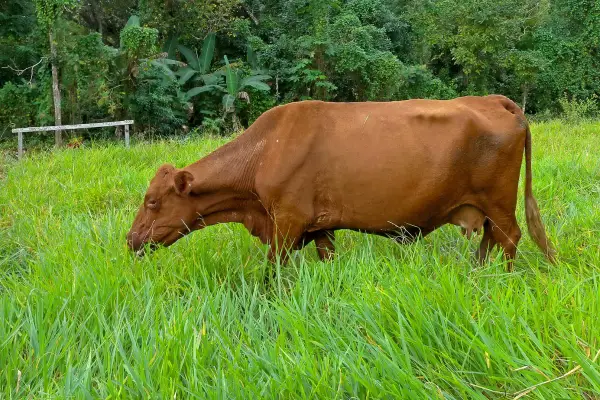 Jamaican Red Poll Cattle