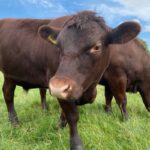 red poll cattle