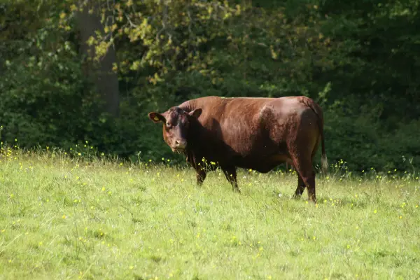 red poll cow