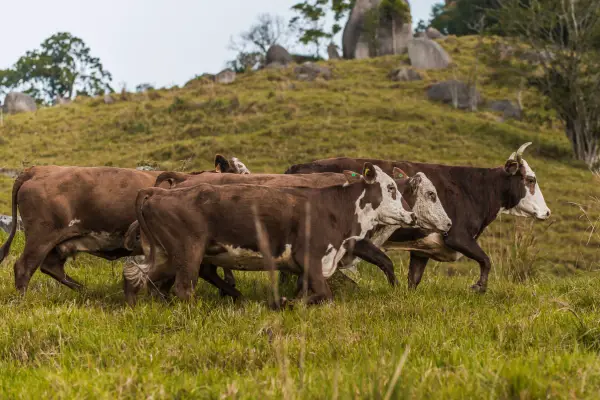 cattle for breeding