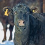 beef cattle at corner of fence with pin at ear