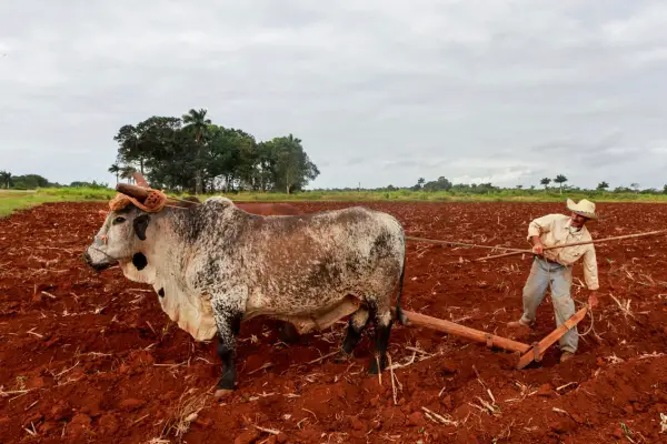 man walking in filed with Gyr Cattle bull