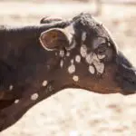 cattle with ringworm on neck and face