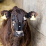 Ringworm on face of calf