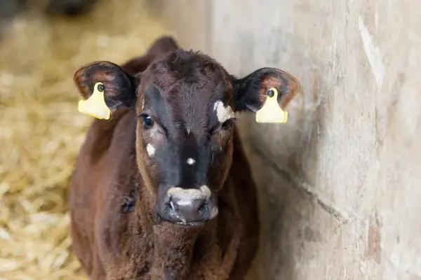 Ringworm on face of calf