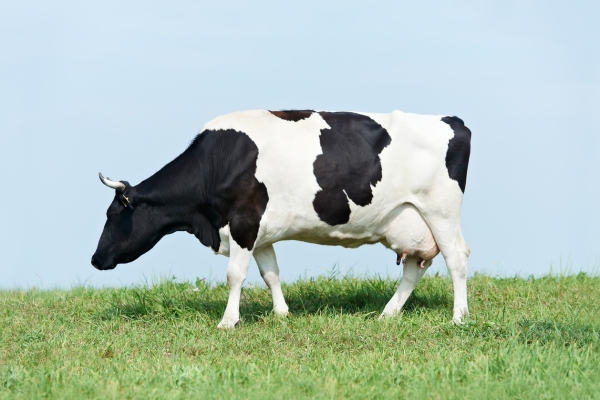 Black and white milk Cow