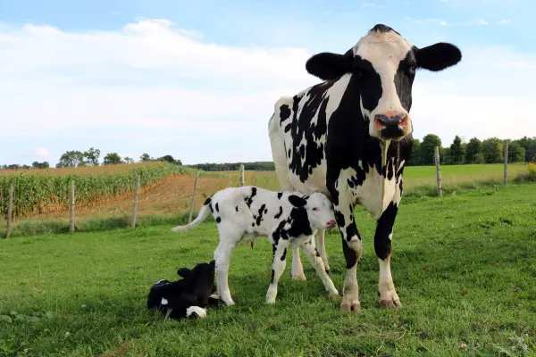 Holstein cow and calf