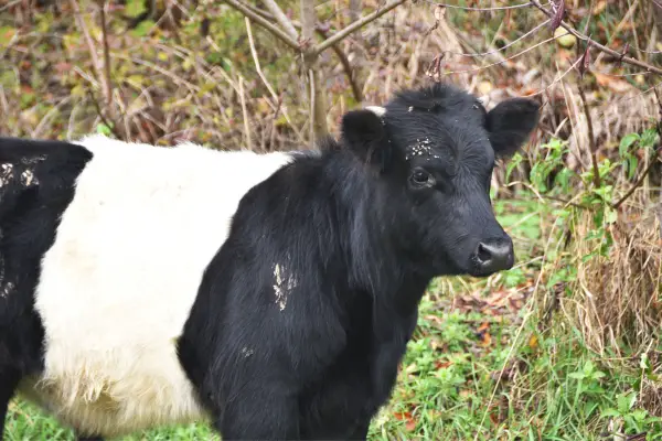 Dutch Belted cow black and white