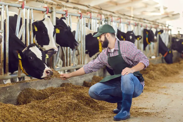 man in dairy farm