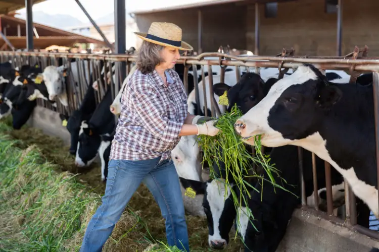 woman in dairy farm