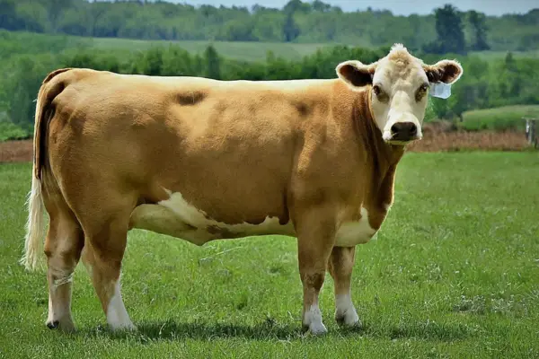 Gelbvieh Cattle