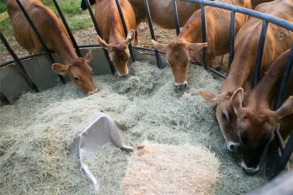 cattle grazing grass