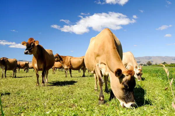 cattle grazing 