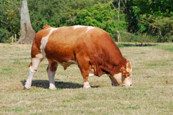 Simmental bull