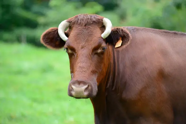 Milking Shorthorn cow