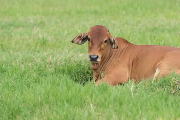 cow laying in green grass