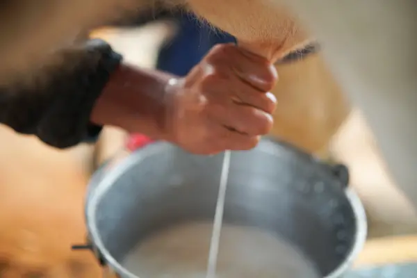 cow teat being milked in cow