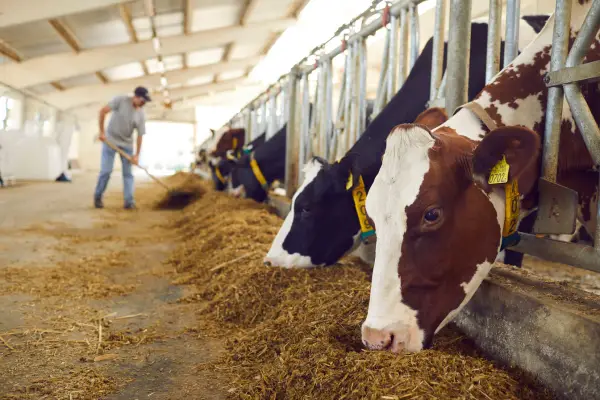 herd of healthy dairy cows feeding in row in feedlot barn in diary farm