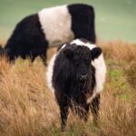 Belted Welsh Cattle Breed