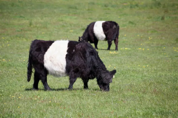 Belted Welsh Cattle Breed grazing in green field