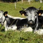 Best Heritage Cattle Breeds