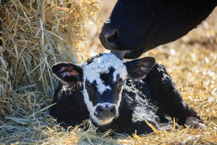 Bolstering Beef Calf Immunity in Dry Seasons