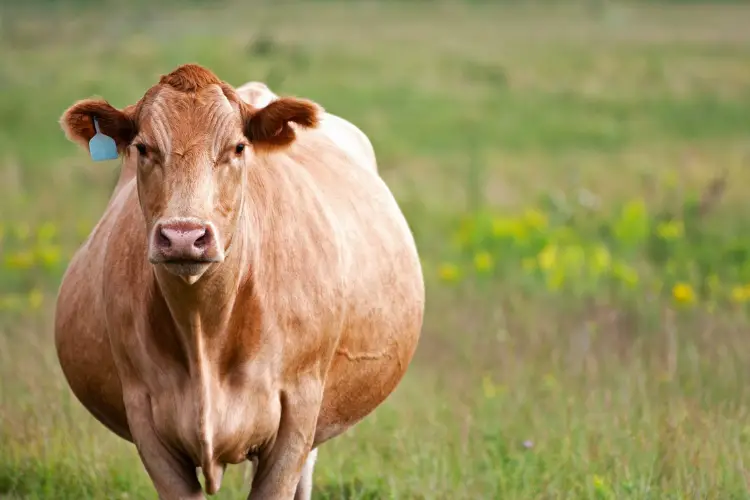 Bovine Pregnancy Detection