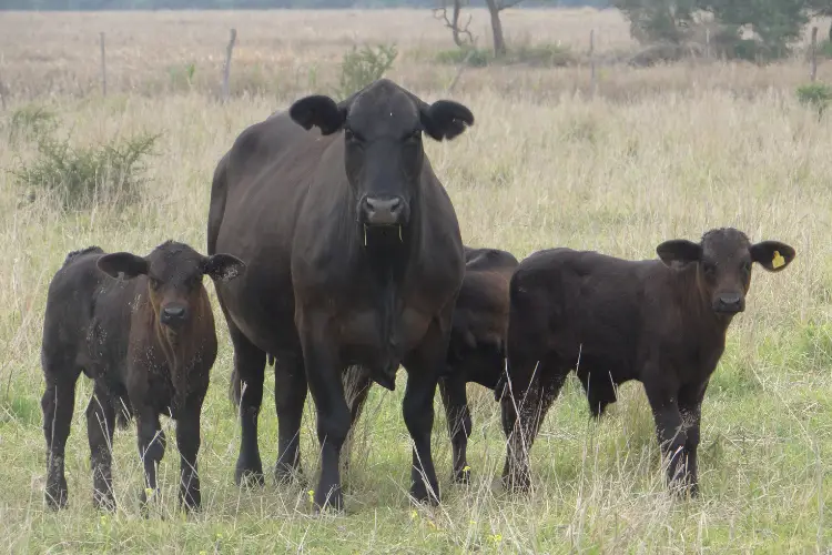 Brangus Cattle with calves