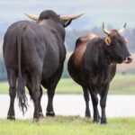 Brangus cattle breeding