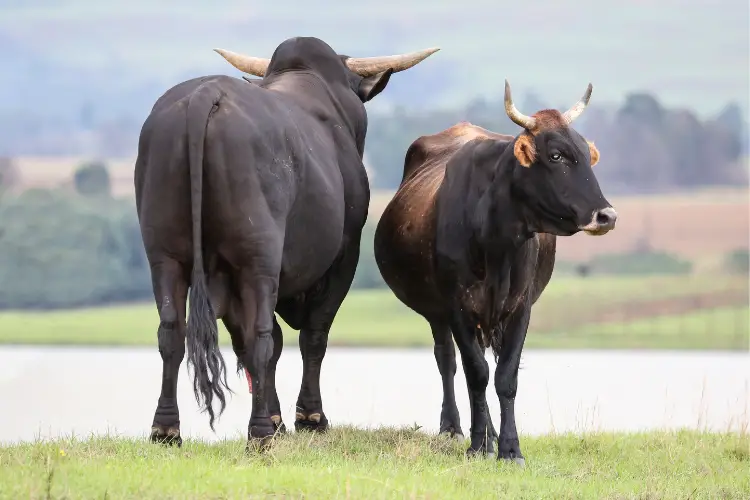 Brangus cattle breeding