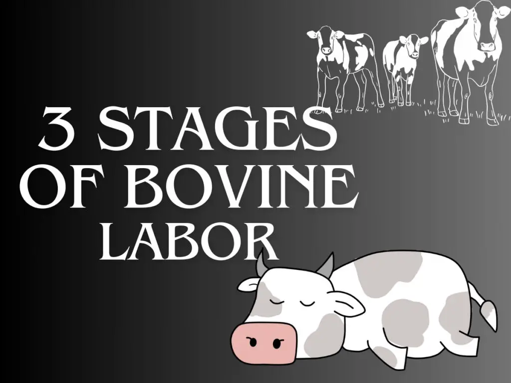 Recognizing Impending Calving: Signs & the Stages of Cows Labor -3 Stages of Bovine Labor 