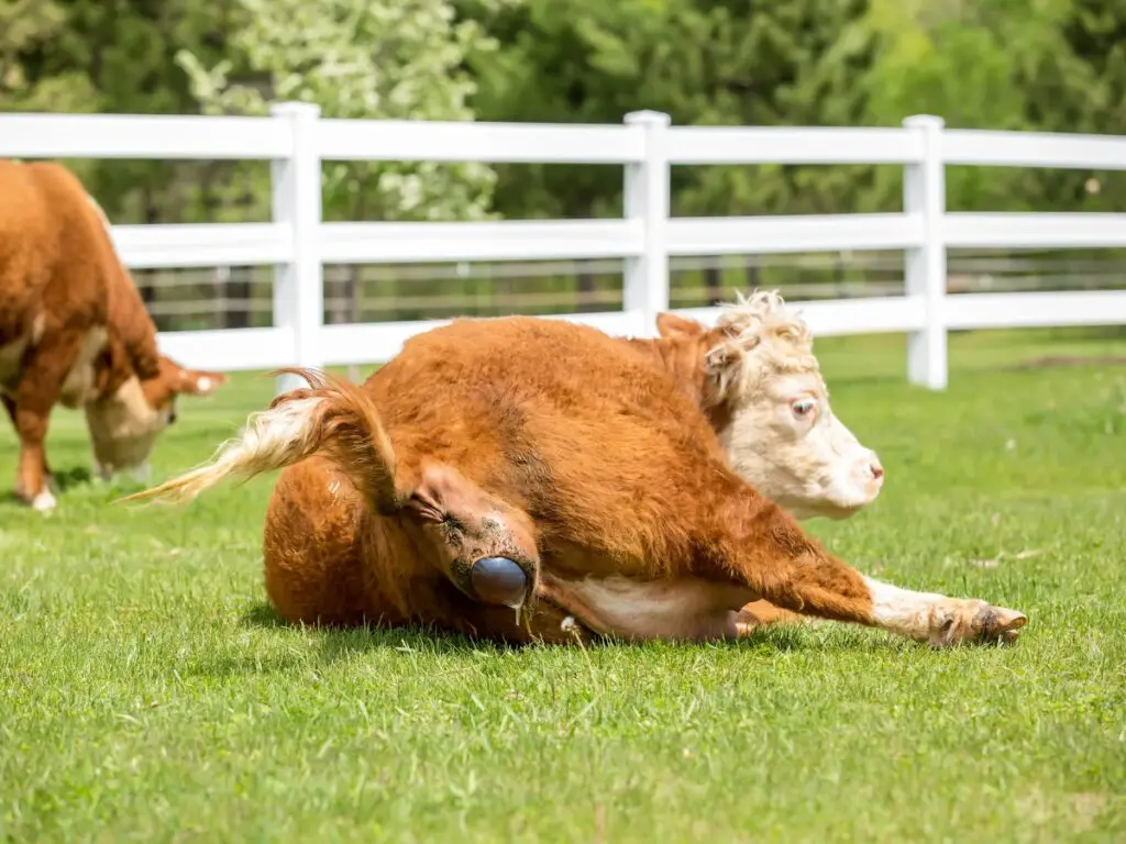 Cows Labor 