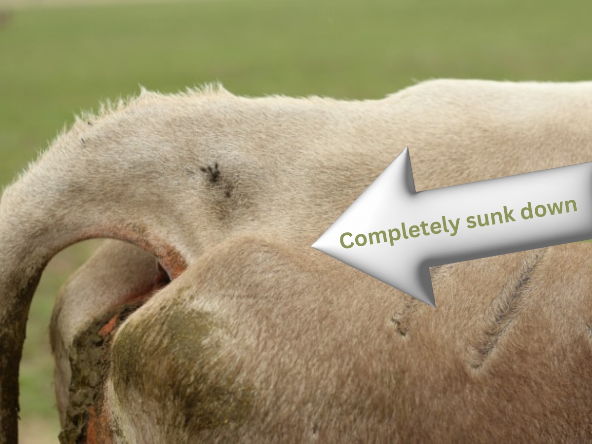 Signs & the Stages of Cows Labor: Recognizing Impending Calving ...