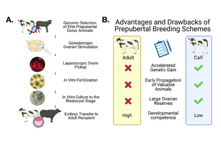 Economic Advantages of Synchronized Fertility Programs