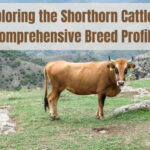 Exploring the Shorthorn Cattle A Comprehensive Breed Profile