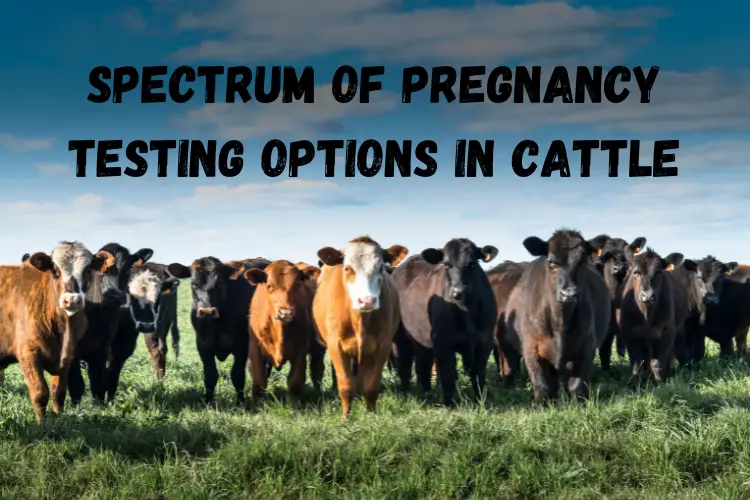 From Palpation to Blood Tests: Exploring the Spectrum of Pregnancy Testing Options in Cattle