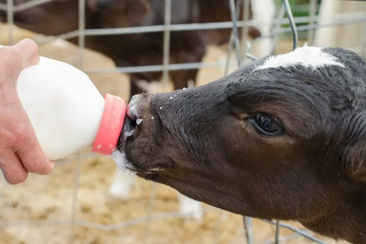 Managing Calving Complications like calve feeding