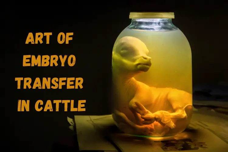 Mastering the Art of Embryo Transfer in Cattle: A Comprehensive Guide
