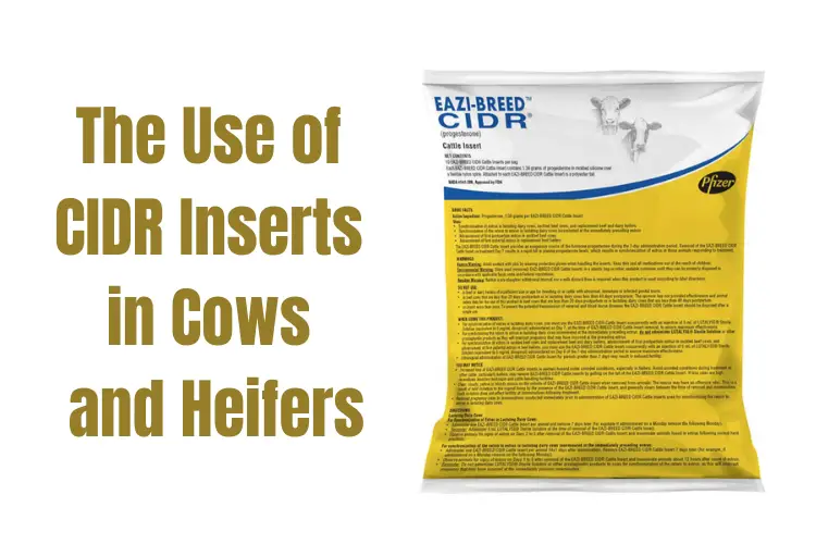 Maximizing Reproductive Efficiency: The Use of CIDR Inserts in Cows and Heifers