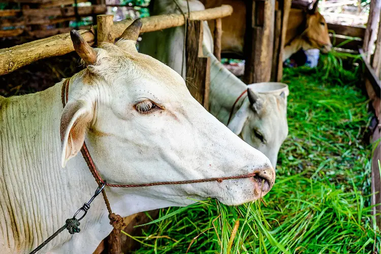 Nutrition Tips for Maintaining a Healthy Beef Herd