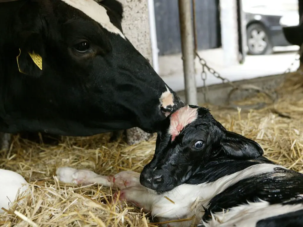 Recognizing Impending Calving: Signs & the Stages of Cows Labor - Reproductive diseases