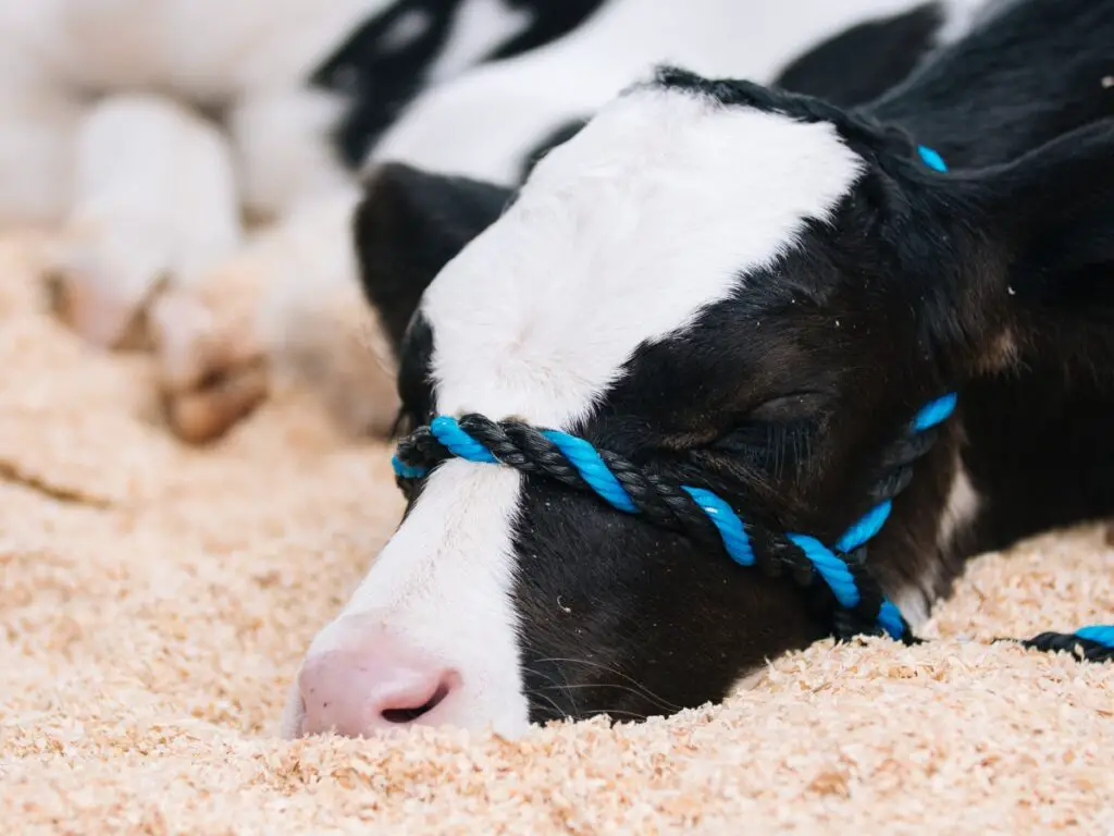 Recognizing Impending Calving: Signs & the Stages of Cows Labor 