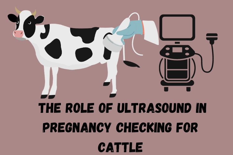 Revolutionizing Herd Management: The Role of Ultrasound in Pregnancy Checking for Cattle